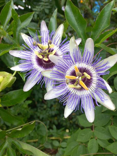 istock Passion flower plant in the nature 2161137171