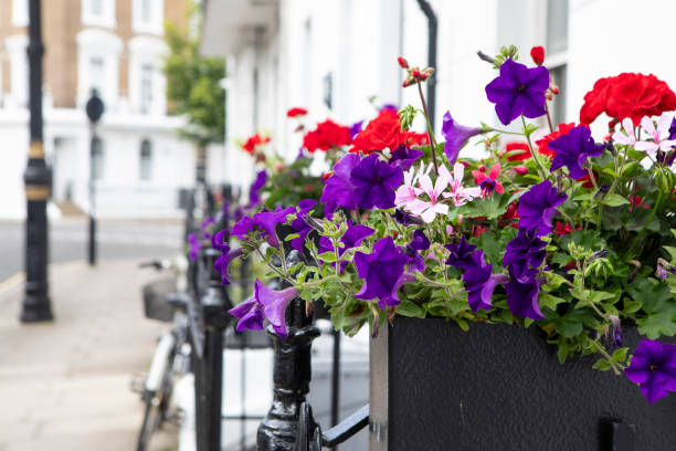 istock Close-up of flowers in a window box 2161139190