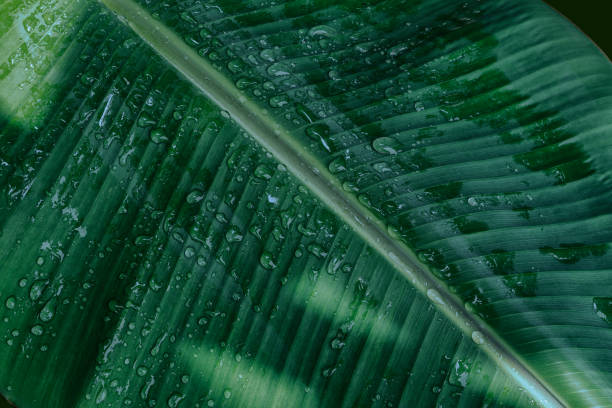 istock water drops on banana leaf, purity nature background 2161140131