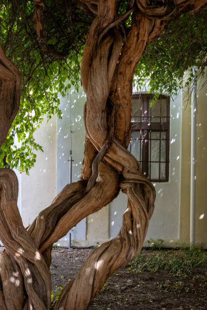 Trunk of an old tree. Historical architecture in the area of Spa Island in the background. City with healing springs. Piestany, Slovakia.