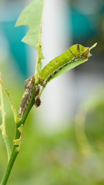 istock Selective focus lime butterfly caterpillar on lime leaves. 2161145502