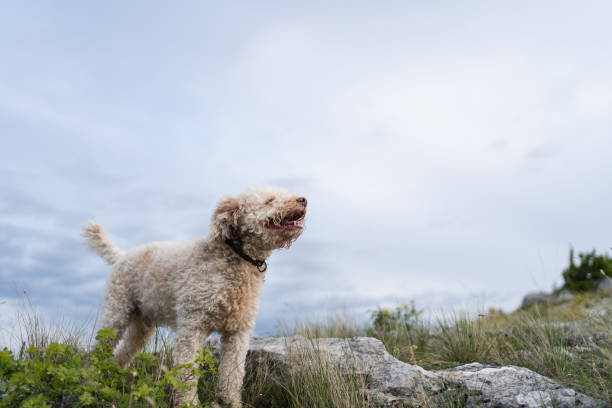 istock Lagotto Romagnolo on mountain 2161145969