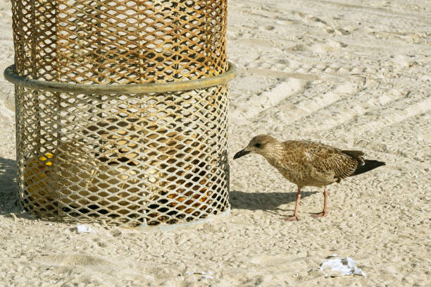 Sea bird trying to get food from a trash bin