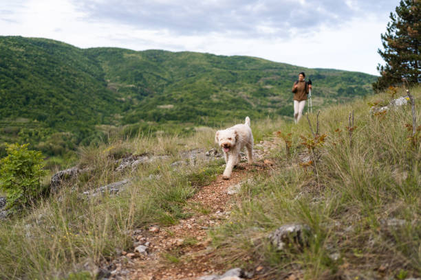 istock Dog exploring the mountain with his owner 2161146563