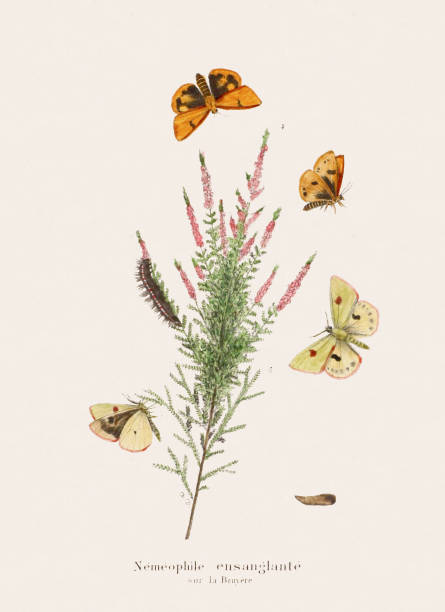 Antique butterfly illustration. Scientific Belgian book plate depicting butterflies with a distinct vintage charm, reflecting the artistic style of the time. Circa 1874.