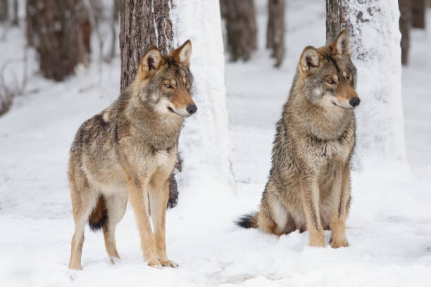 istock two gray wolf standing on the snow in the forest 2161148095