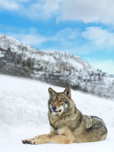gray wolf lying on the snow in winter
