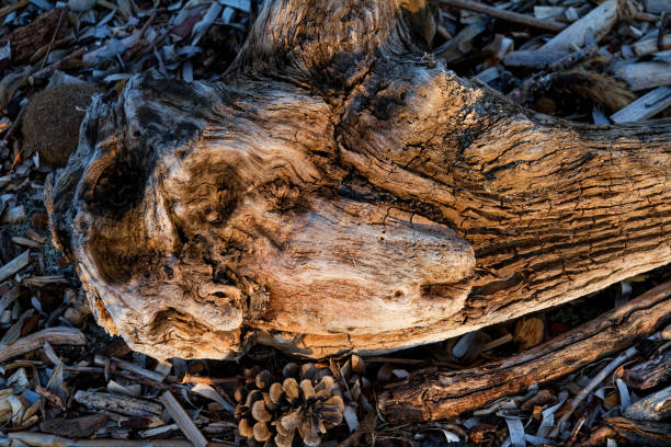 driftwood like a dogs head