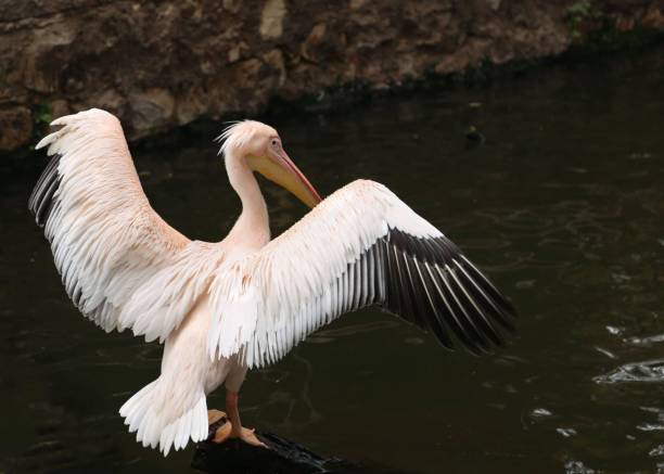 This captivating photograph captures a remarkable moment of anticipation as a bird prepares to take flight. The image showcases the bird in exquisite detail, poised with wings outstretched, ready to embark on its aerial journey