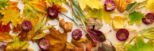 istock Background of various fallen leaves 2161151972