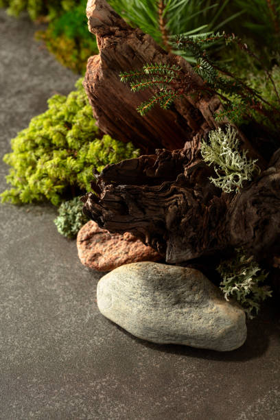 istock Northern natural composition with lichen, moss, pine branches and driftwood. 2161154508