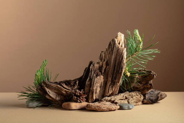 istock Abstract nature scene with a composition of pine branches, stones, and dry snags. 2161154514