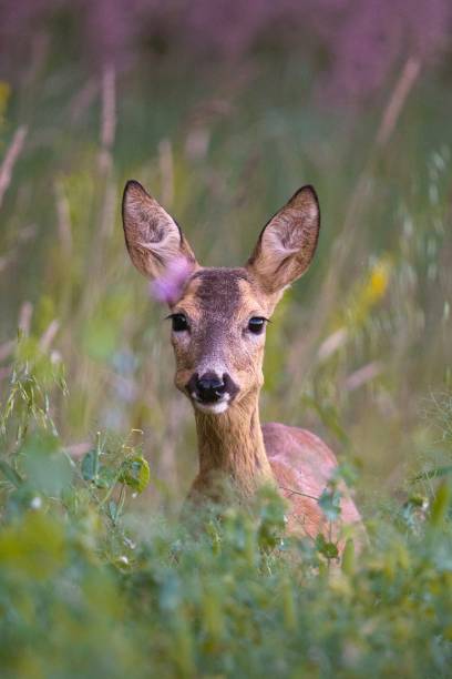 A female doe deer eating peas