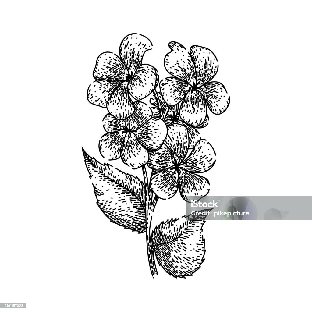 Spring Violet Graphics Spring Violet Sketch Hand Drawn Vector Stock Illustration - Download ...