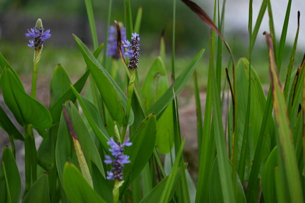 istock purple flower, pond 2161157212