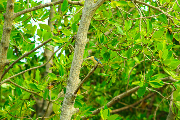 The Latin river kingfisher Todirhamphus chloris is a species of bird in the family Alcedinidae, of the genus Todirhamphus. This bird is a type of bird that eats lizards, large insects, frogs, caterpillars, worms which have a habitat in open areas near water, gardens, cities, forest edges