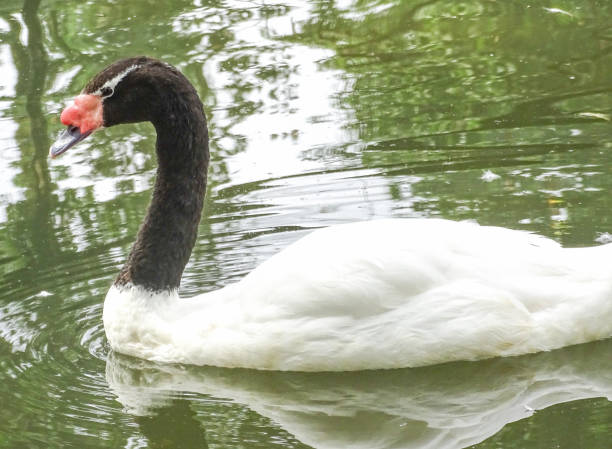 istock Black-necked swan (Cygnus melancoryphus) on water 2161158156