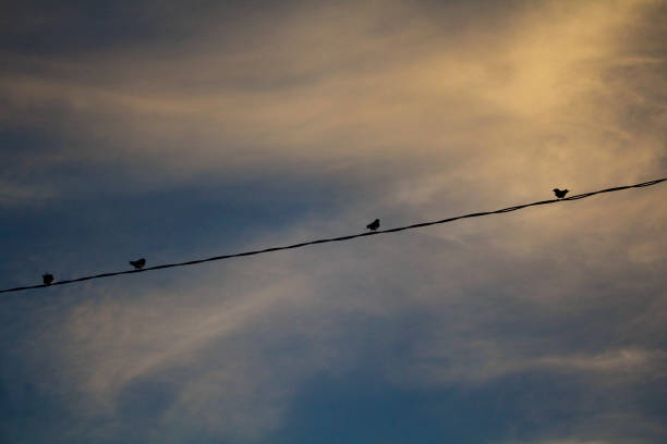 four birds perched on wires against the evening sky