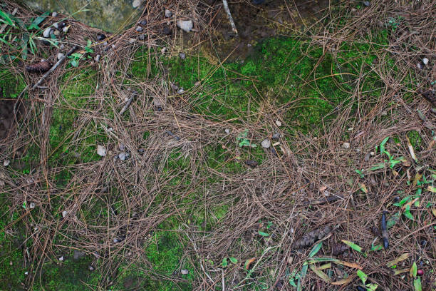 istock background of mossy ground and leaves 2161161684