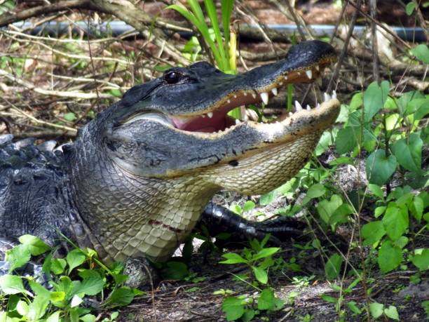 istock American Alligator (Alligator mississippiensis) - with mouth open showing teeth 2161161993