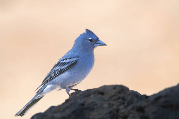 Male Tenerife blue chaffinch, (Fringilla teydea), standing on a rock, in Tenerife, Canary islands, Spain