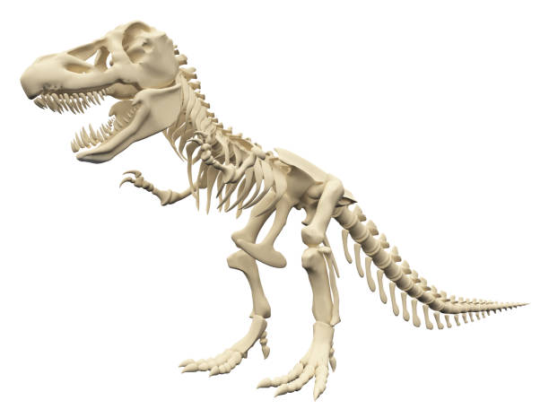 istock Tyrannosaurus Rex skeleton isolated on white background 2161162569