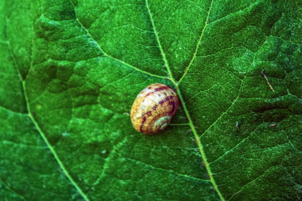 Macro  - Forest - Europe, Romania, Suceava region