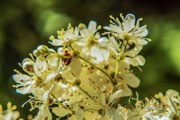 Macro  - Forest - Europe, Romania, Suceava region