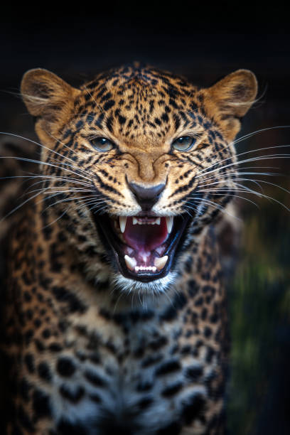Leopard in Masai Mara National Reserve, Tanzania