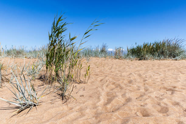 Baltic Sea coast, natural background with coastal grass growing in sand