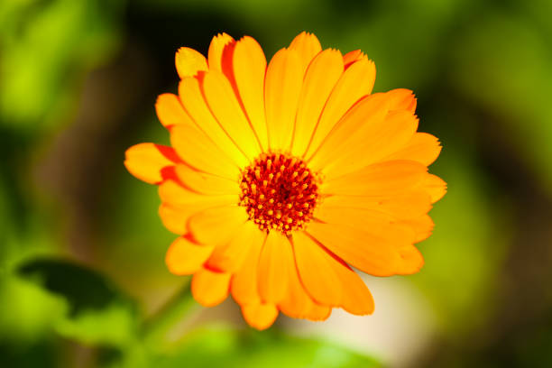 Marigold (Calendula officinalis) alone in the garden