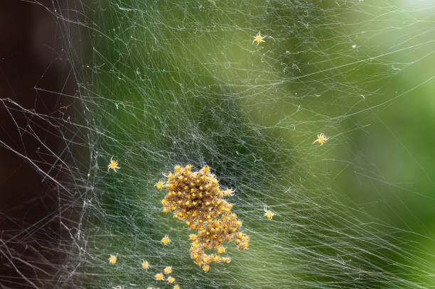 istock Lots of spider babies in the web 2161166613