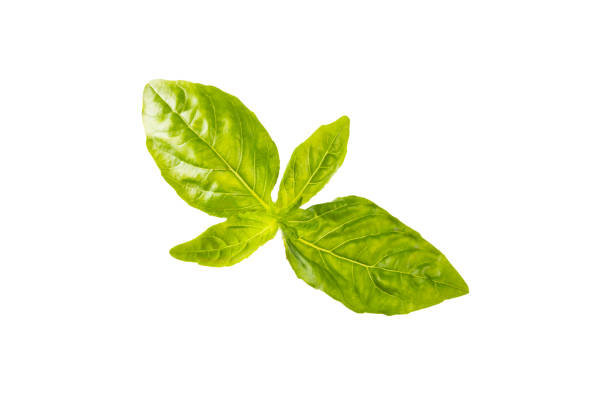istock Basil isolated on white background. Fresh organic basil leaves isolated on white background. Spices. Vegan. 2161166614