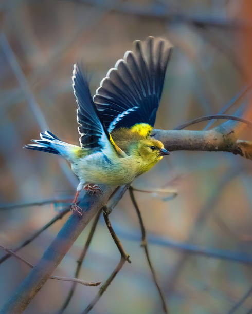 istock American Goldfinch. 2161166876