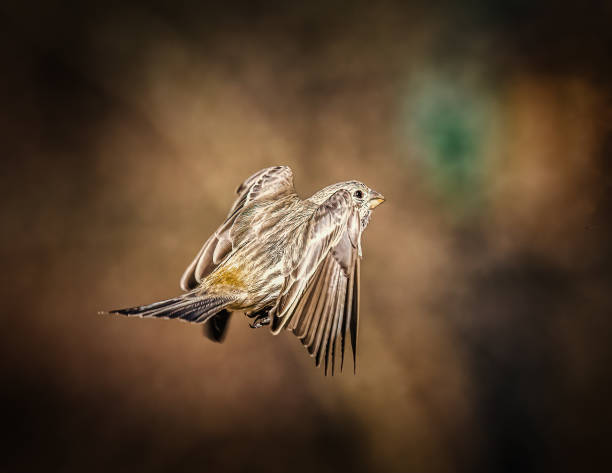 Female House Finch. A small bird opening two wings, jumping, flying toward the moody background in winter afternoon,