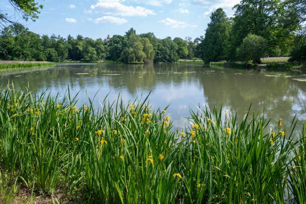 istock A lake in green nature 2161167555