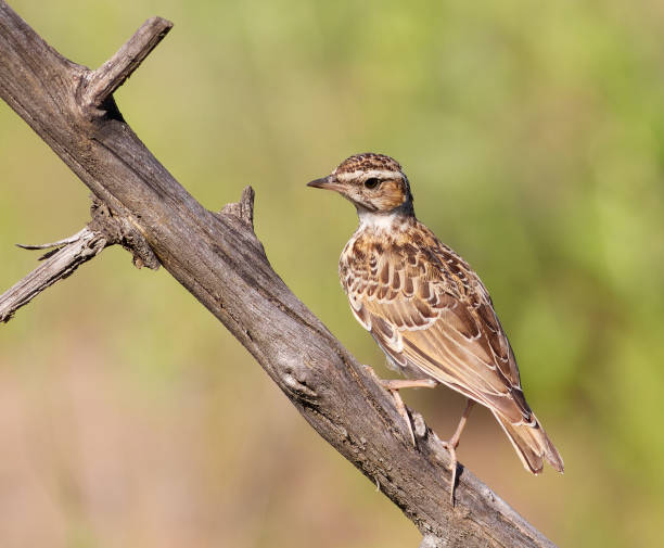 istock Woodlark, Lullula arborea. A bird sits on a branch on a blurred background 2161167612