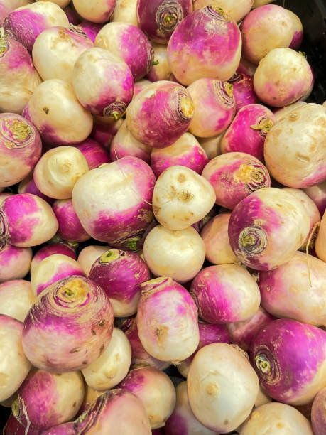 Fresh Organic Purple Top Turnips Harvest