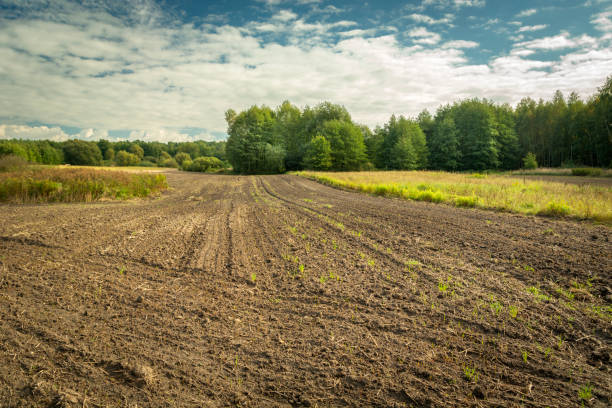 istock A plowed field in front of the forest 2161167834