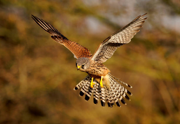 istock Kestrel flying through the air looking out for prey 2161168724