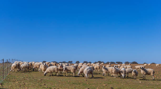 istock Sheeps pacing in the field 2161168903