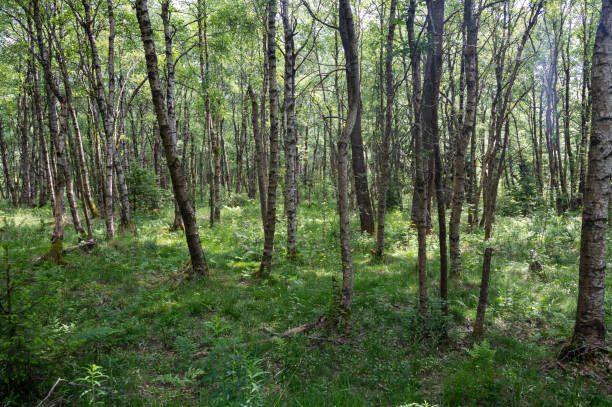 istock Birch in a green  forest in the sun light 2161168917