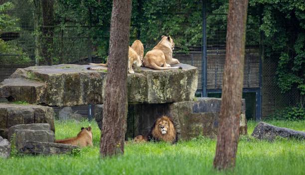 Ions resting on rocks in a zoo enclosure surrounded by greenery and trees