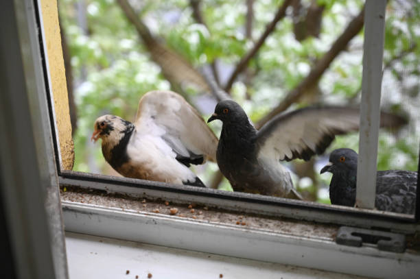 istock A pigeon sits on the windowsill and flaps its wings 2161171099