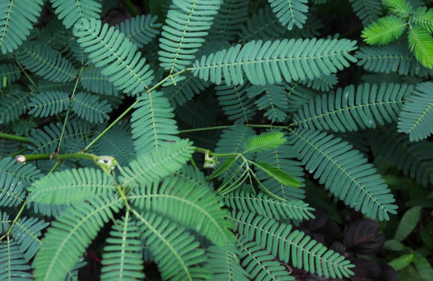 shy princess green leaves