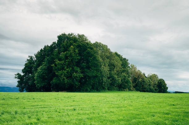 Meadow and trees at Richmond Park, London
