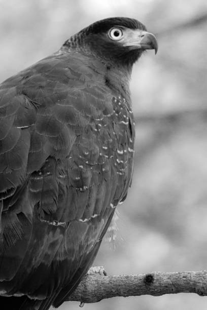 istock Birding paradise in sri lanka 2161172745
