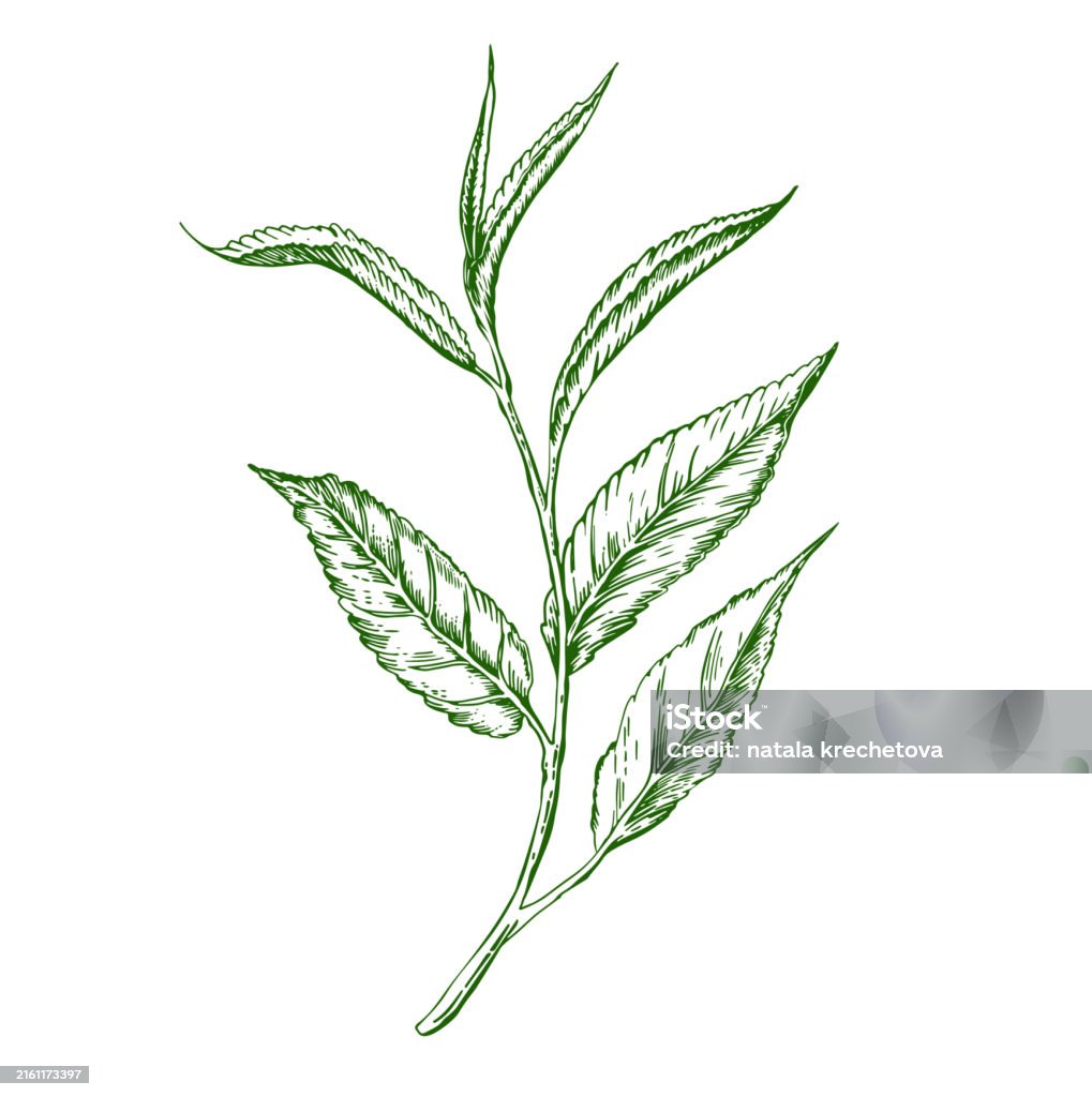 Green Tea Drowing Green Tea Branch Botanical Illustration Vector Drawing Stock ...