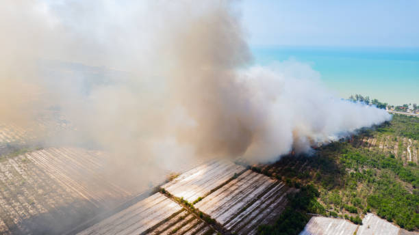 istock Forest fires are burning heavily in forests. 2161174634