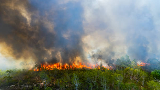 istock Forest fires are burning heavily in forests. 2161174635